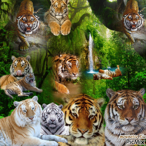les tigres - Darmowy animowany GIF