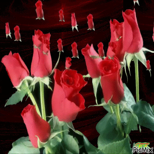 Vörös rózsa. - Free animated GIF