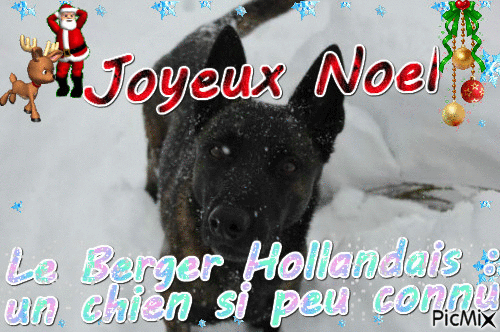 Joyeux Noel berger hollandais - Zdarma animovaný GIF