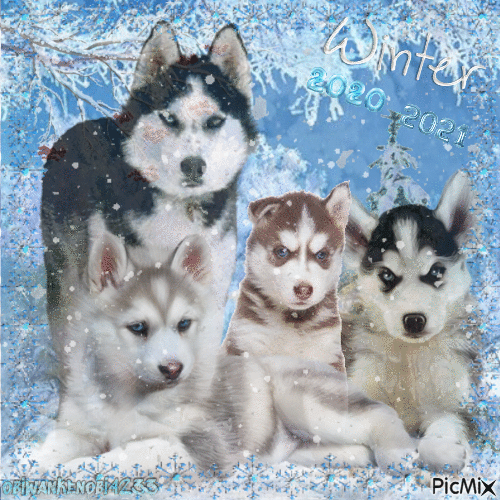 Winter 2020/2021 Snow Dogs - GIF animé gratuit