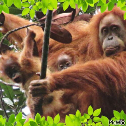 Famille d'orangs-outans - безплатен png