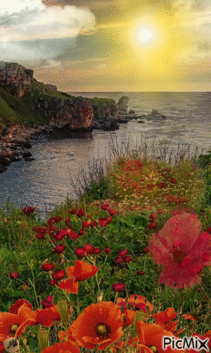 Amapolas frente al mar - Ingyenes animált GIF