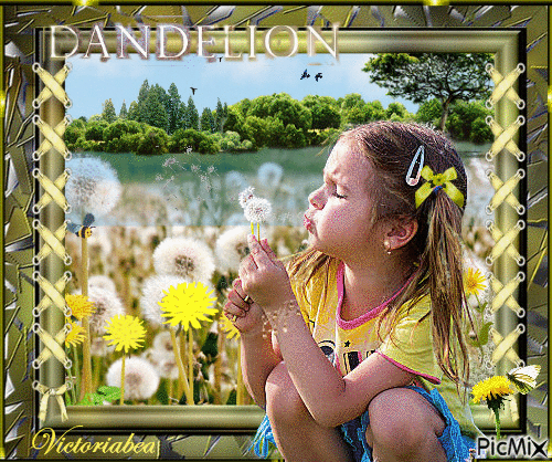 Dandelion - GIF animé gratuit