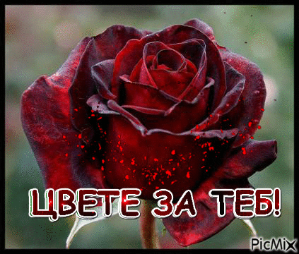 Червена роза - Безплатен анимиран GIF