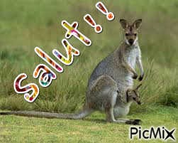 kangourou - kostenlos png