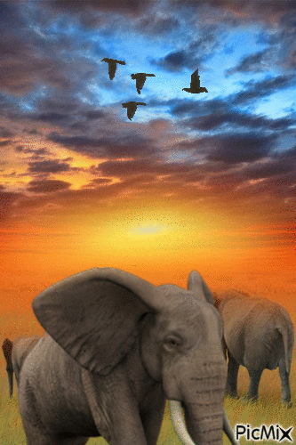 Con elefantes - Ilmainen animoitu GIF