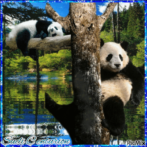 Panda - 無料のアニメーション GIF