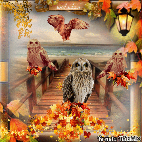autumn owl - GIF เคลื่อนไหวฟรี