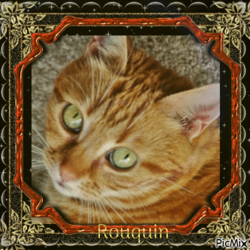 le chat du voisin Rouquin - Ilmainen animoitu GIF