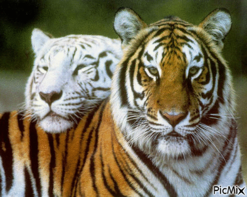 Tigres - Free animated GIF
