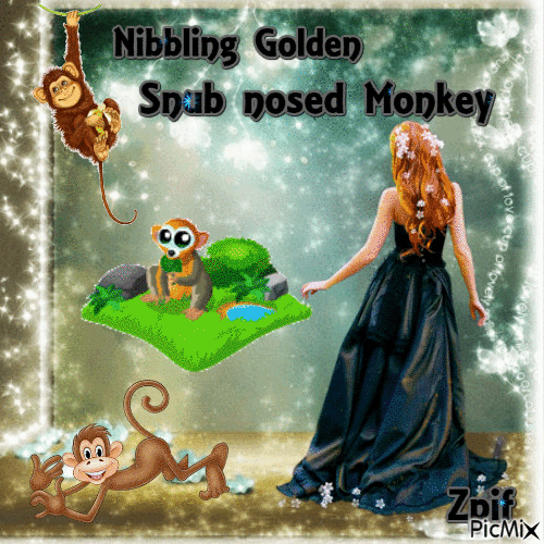 Nibbling Golden snub nosed monkey - GIF animate gratis