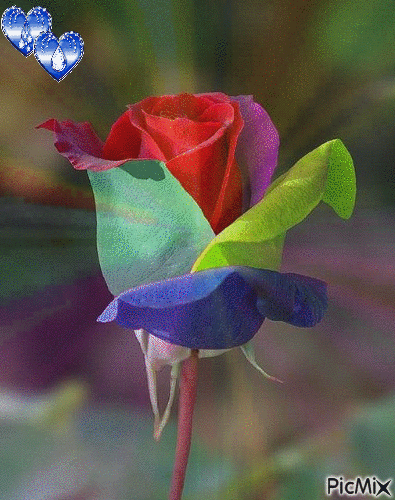 rose multicolores - Besplatni animirani GIF