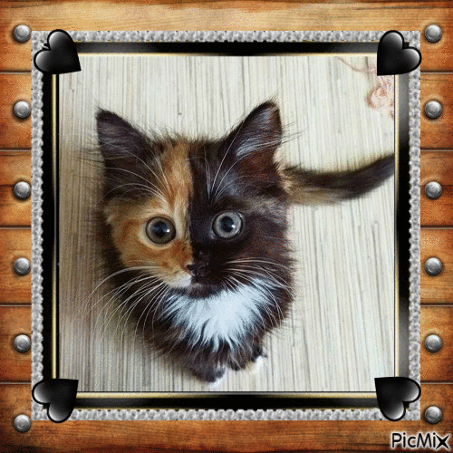 Little sweet Cat - Nemokamas animacinis gif