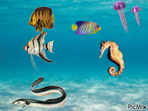 le bassin des poisson - Animovaný GIF zadarmo