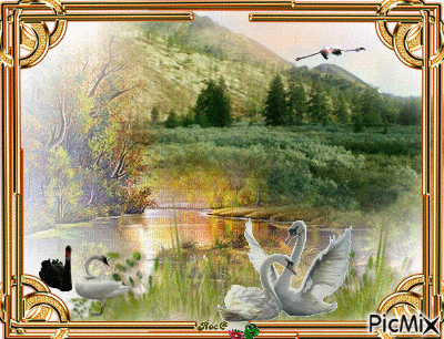 lac des cygnes - Ingyenes animált GIF