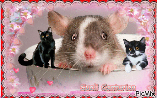 O gato e o Rato - GIF animado grátis
