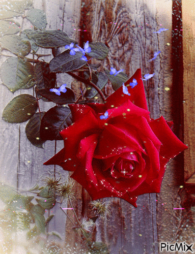 rosas - GIF animado gratis