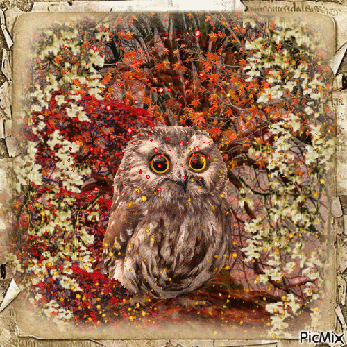 OWL - Gratis animeret GIF