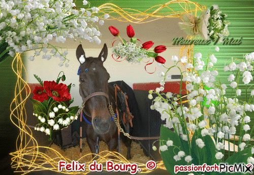 Le champion Felix du Bourg. © - GIF animado grátis