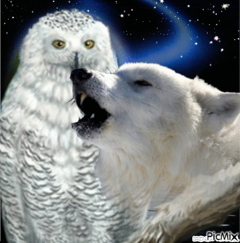 OWL - Gratis animeret GIF