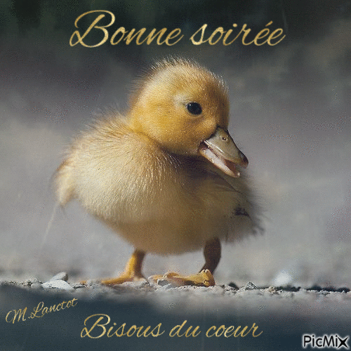 bonne soiree canard - Free animated GIF