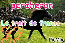 percheron - Zdarma animovaný GIF
