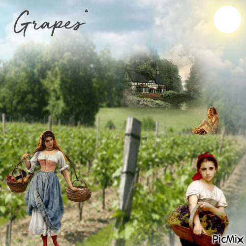 Grapes - png ฟรี