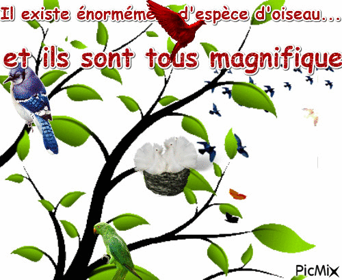 les oiseaux - Бесплатни анимирани ГИФ