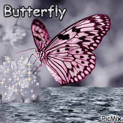 Motýl - Gratis animeret GIF
