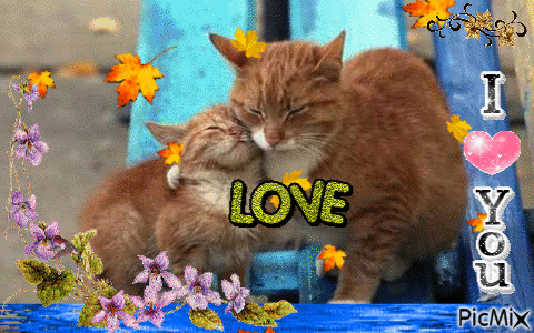 Love Cats - GIF animé gratuit