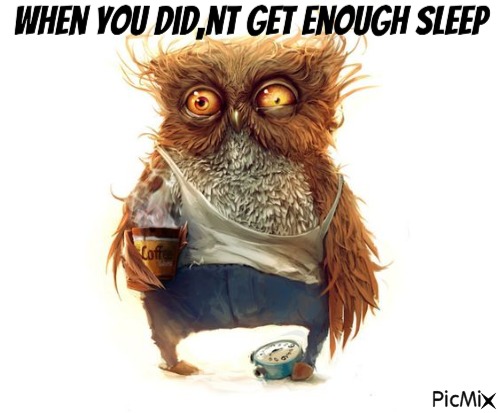 owl no sleep - kostenlos png