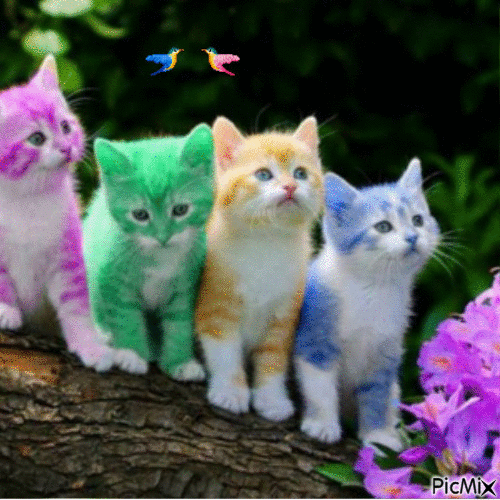 Gatitos - GIF animasi gratis