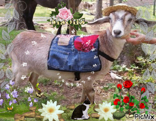 la chèvre au chapeau - Darmowy animowany GIF