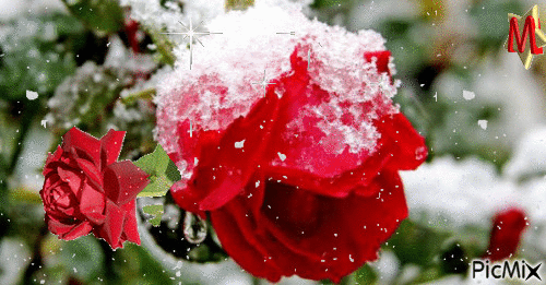 róża - Безплатен анимиран GIF