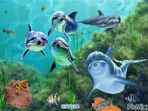 dauphins - Gratis animeret GIF