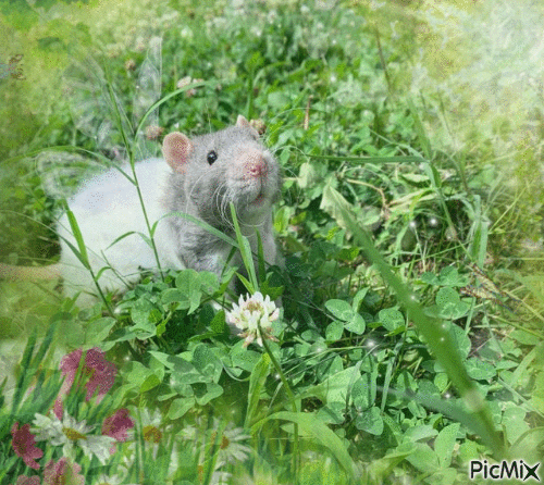 Fairy rat in garden - GIF animé gratuit