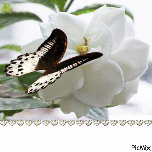 Flor Branca - GIF animate gratis