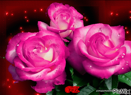 3 szál ciklámen színű rózsa. - Gratis animerad GIF