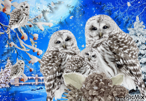 winter owl - Gratis animeret GIF