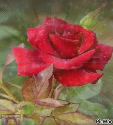 My beautiful rose - GIF animé gratuit