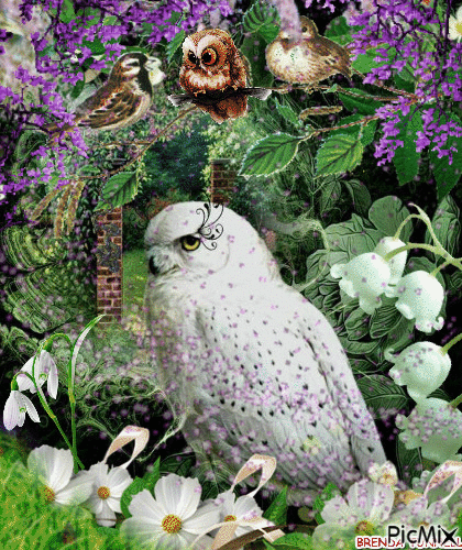 OWL - 無料のアニメーション GIF