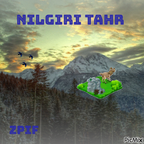 Nilgiri Tahr - Gratis animeret GIF