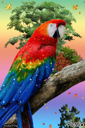 PARROT... - Free animated GIF - PicMix