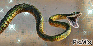 serpent - GIF animate gratis