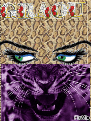 leopard - Безплатен анимиран GIF