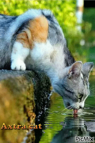 gatto che beve - Ingyenes animált GIF