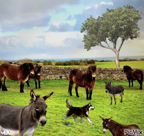 Podencos, burros, mula y un el perro pastor - GIF animé gratuit