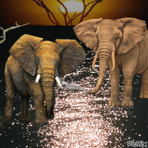 Elephants - GIF เคลื่อนไหวฟรี