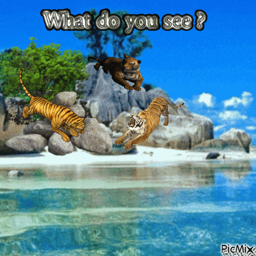 tigers - 免费动画 GIF