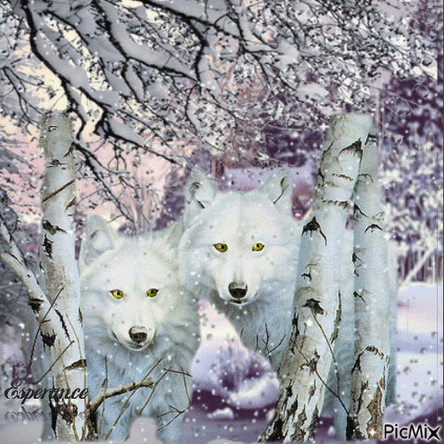Winter wolves - GIF animado gratis